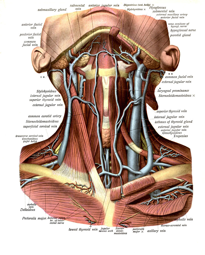 Anatomyexpert External Jugular Vein Structure Detail